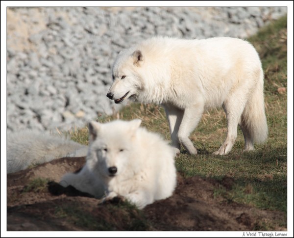 Arctic Wolf