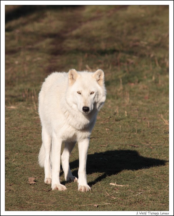 Arctic Wolf