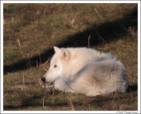 Arctic Wolf