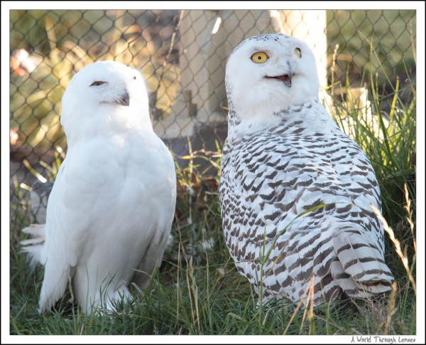 Snowy Owl