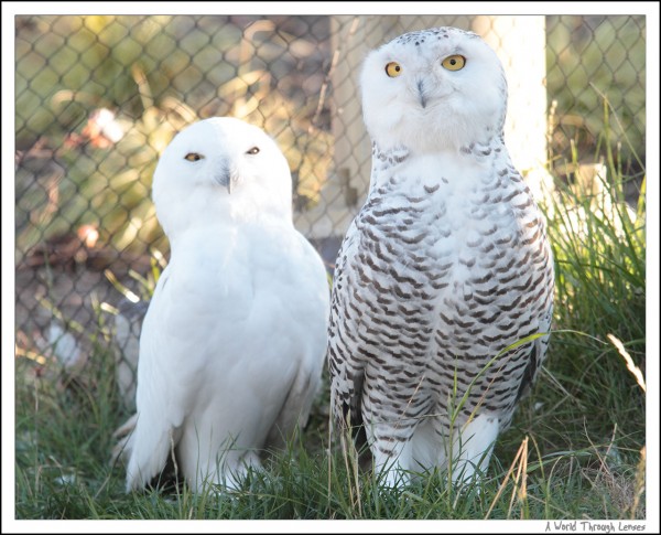 Snowy Owl