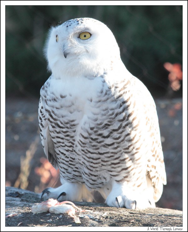 Snowy Owl