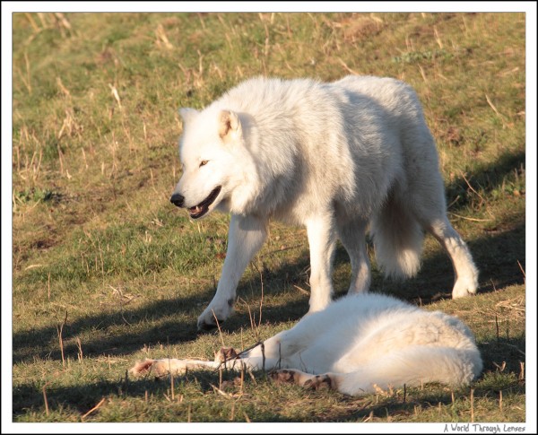 Arctic Wolf