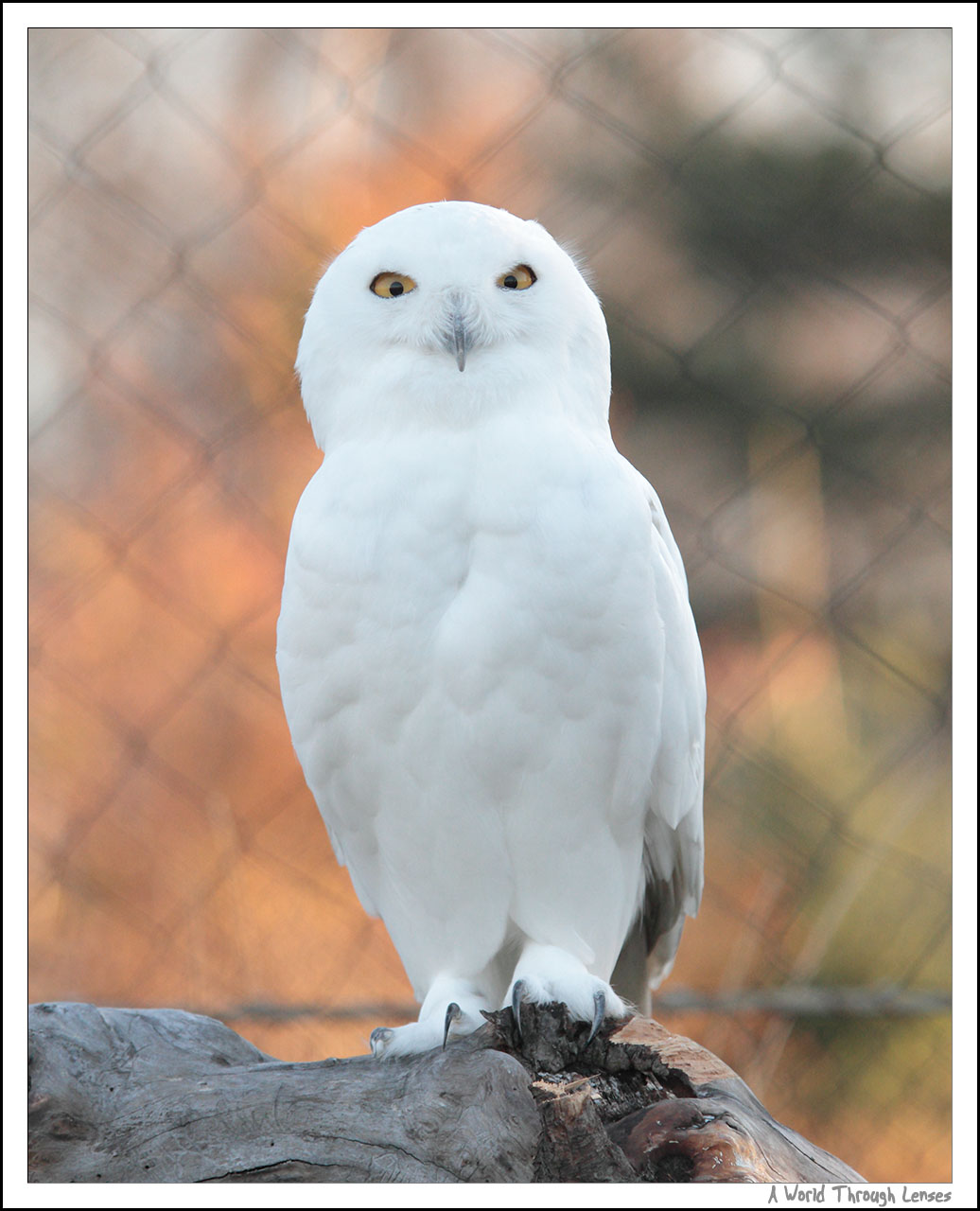 Polar Owl