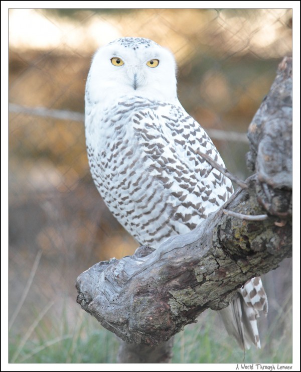 Snowy Owl