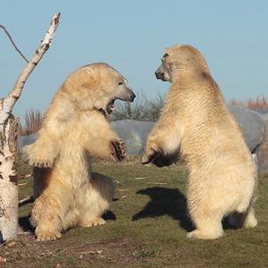 “White” animal in the zoo – Polar Bear