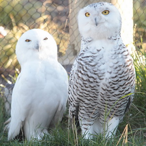 “White” animal in the zoo – Snowy Owl