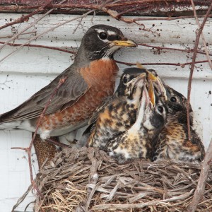 An American Robin Under The Porch