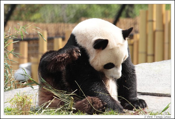 Giant Panda