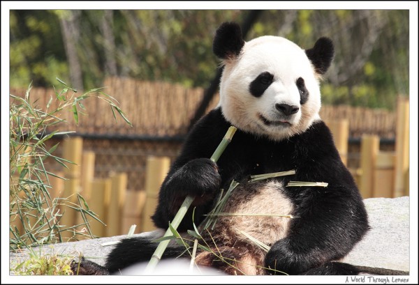 Giant Panda