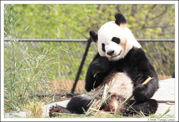 Giant Panda