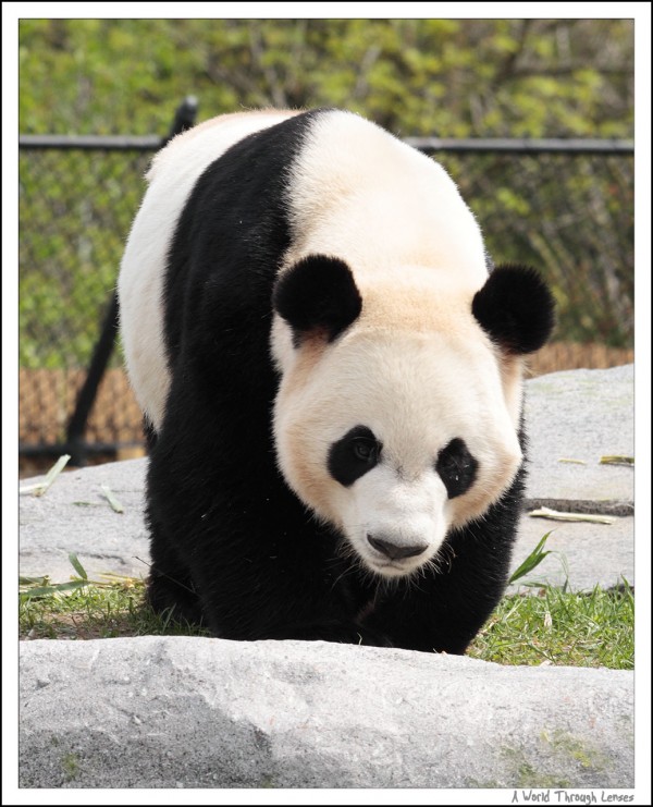 Giant Panda