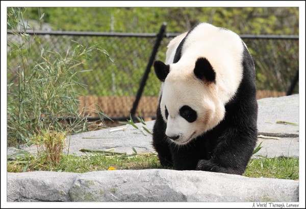 Giant Panda