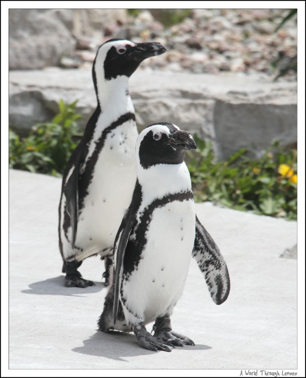 African Penguin