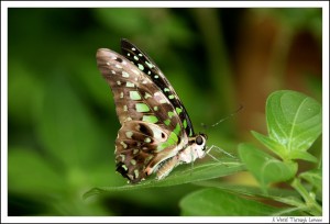 Tailed Jay Butterfly 