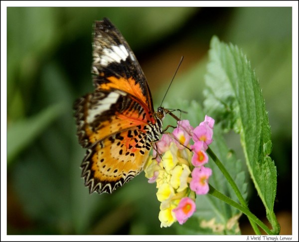 Plain Tiger Butterfly 
